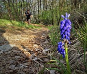 30 Bel fiore di Muscari neglectum